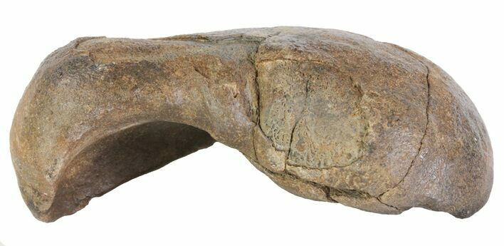 Fossil Whale Ear Bone - Miocene #63527